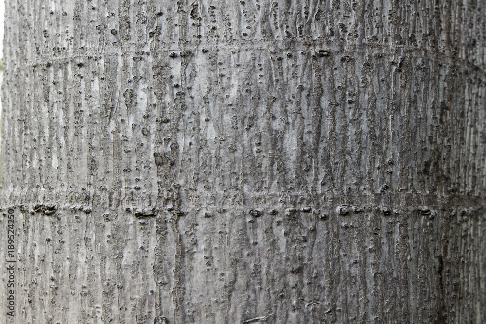 Fototapeta premium Wood Background
