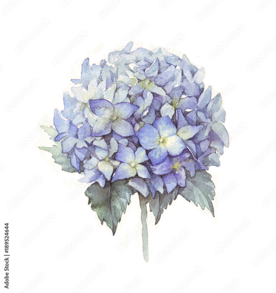 Hydrangea flower blue. Watercolor illustration of a blue hydrangea blossom hand painted. Botanical illustration. Illustration for greeting cards, invitations, and other printing projects.