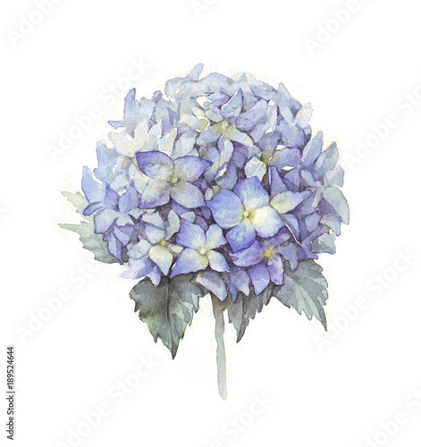 Valokuvatapetti Hydrangea flower blue