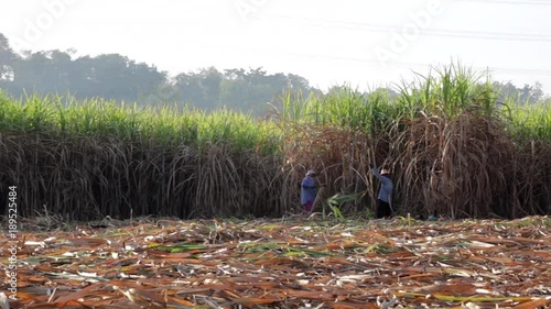 harvest sugarcan in cool season01 photo