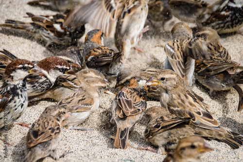 Wild sparrows fighting over food on a sand beach