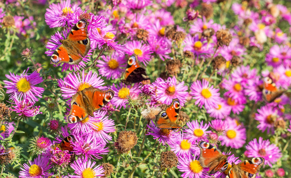 Fototapeta premium butterflies in the garden / red autumn asters with many peacock butterfly in autumn branches