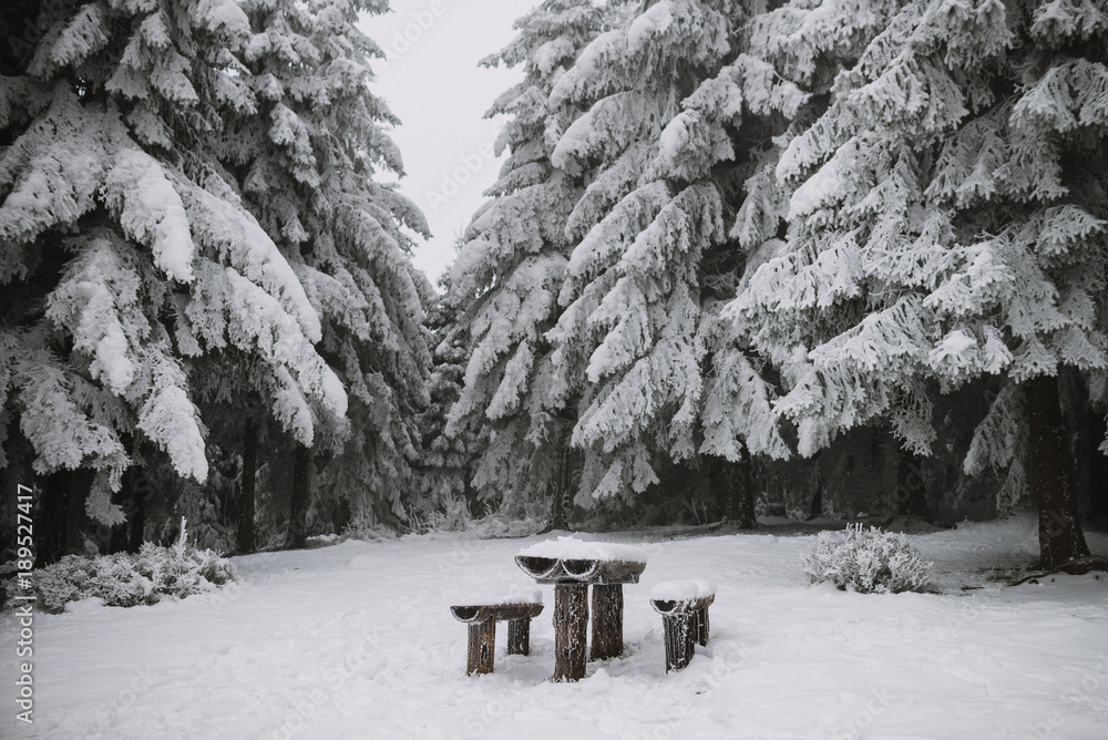camp side in the forest, winter travel background