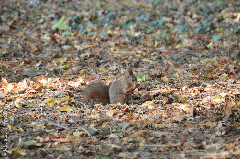Fototapeta premium scoiattolo