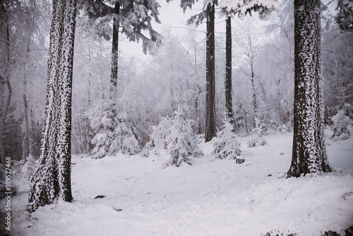 snow  in the forest. winter and cold background