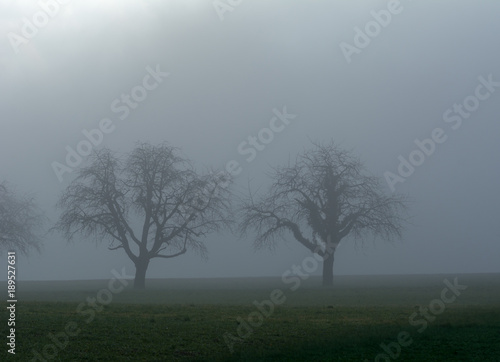 Idylle im Nebel - Baum auf dem feld im Nebel