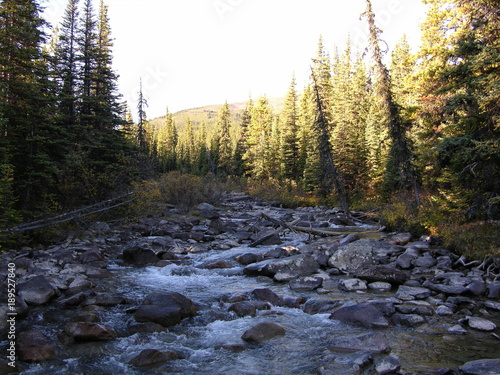 Fototapeta Naklejka Na Ścianę i Meble -  Wilderness scene with a creek