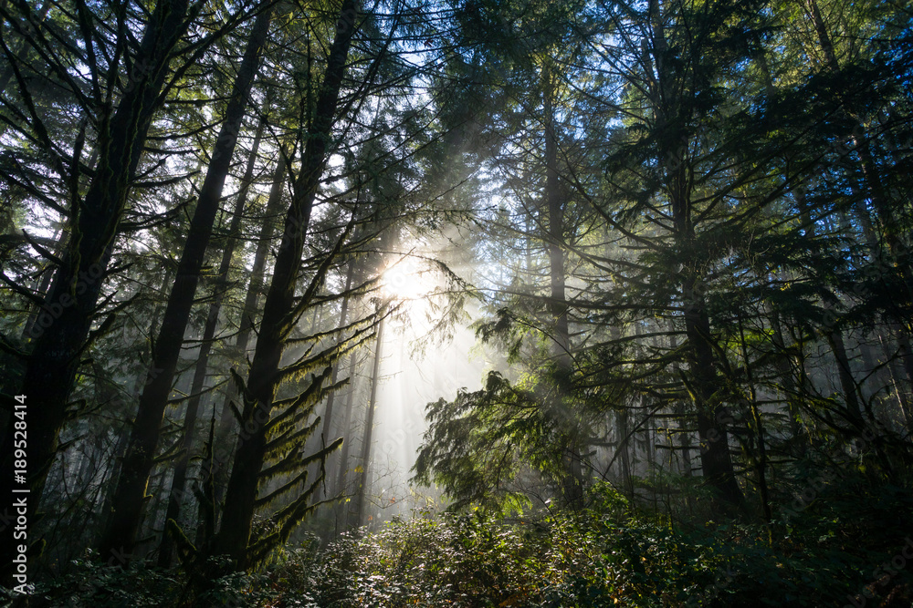 Obraz premium Sun Through Trees in Natural Oregon Landscape
