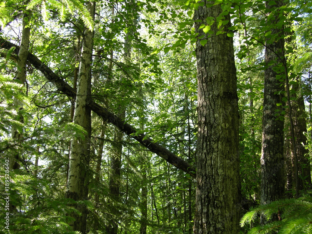 A Forest in British Columbia