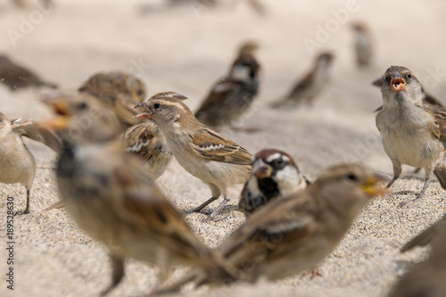 Standing out in the crowd, wild sparrows on the beach