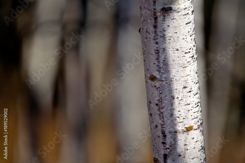 Close up of a Aspen tree trunk