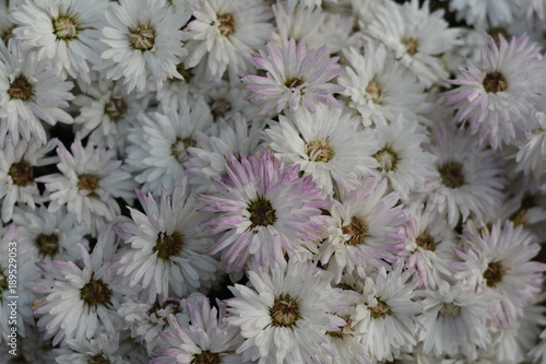 White Daisies 