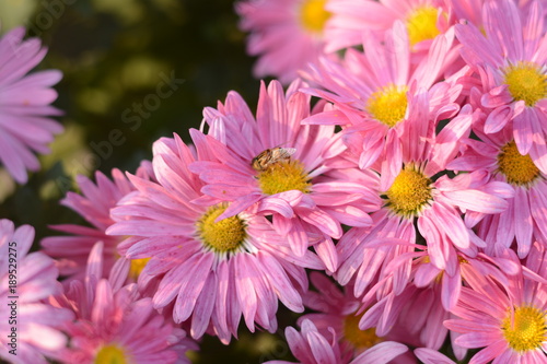 Pink Daisies