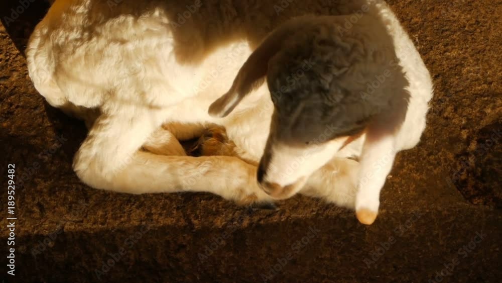 Little cute newborn sheep basking in a sun in a sheepfarm Little cute newborn sheep basking in a sun in a sheepfarm