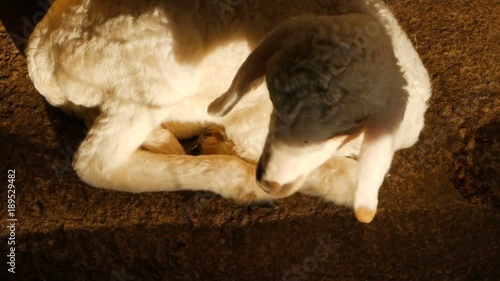 Little cute newborn sheep basking in a sun in a sheepfarm photo