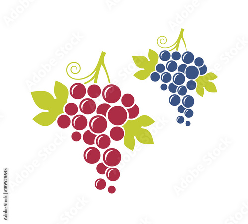 Naklejka Czerwoni winogrona i błękitni winogrona. Świeża owoc z liśćmi na białym tle