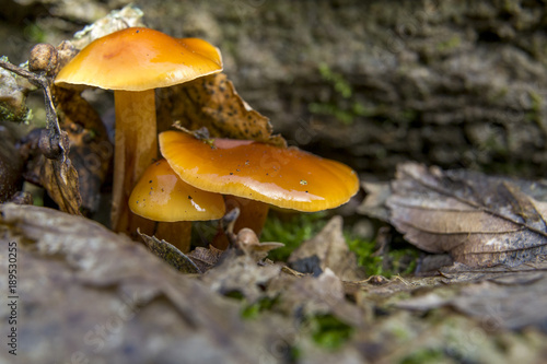 mushrooms growing on trees