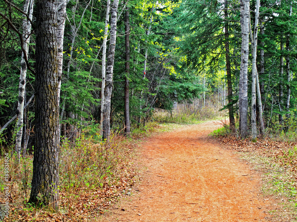 Obraz premium A gravel trail in the forest 