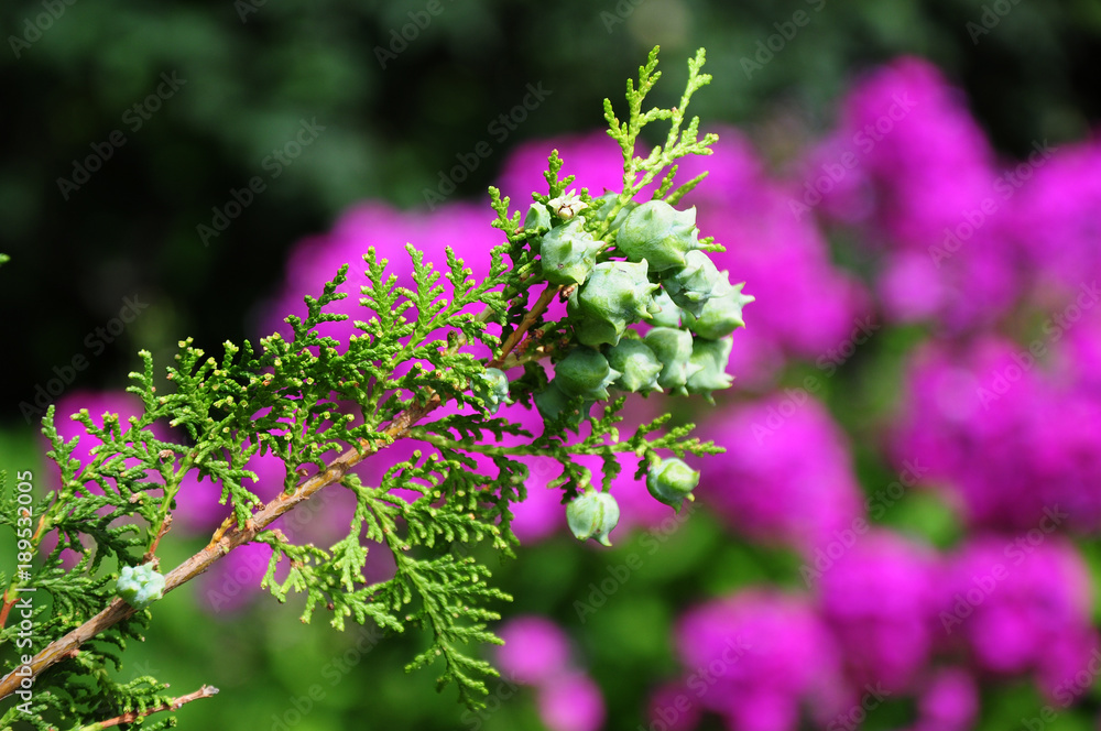 Obraz premium Thuja branchlets with cones on blur background