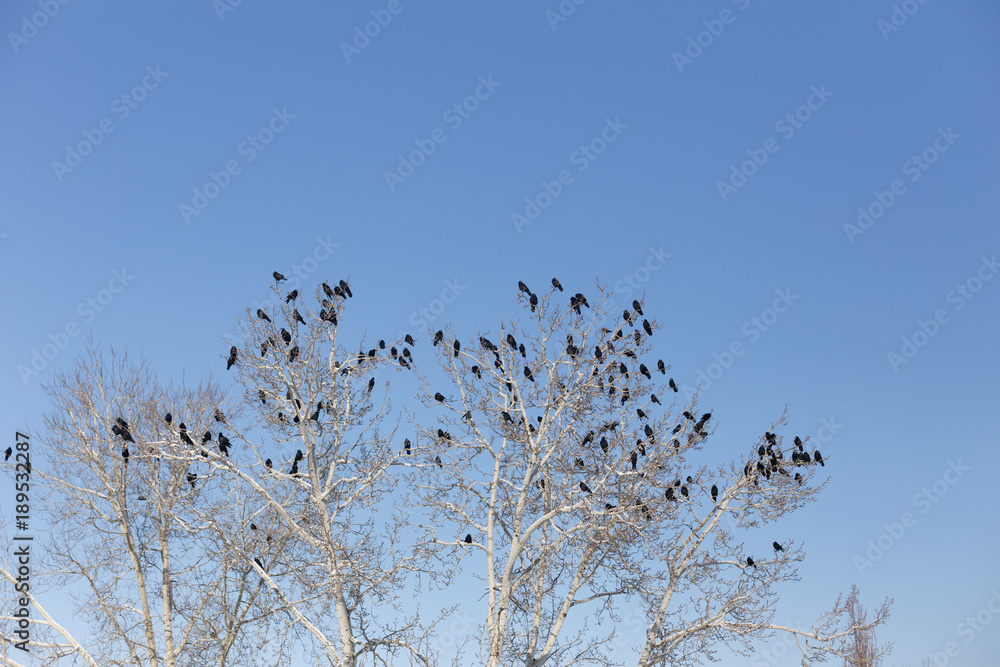 Ravens on the branches of a tree, clear blue sky