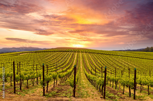 Napa Valley Wine Country Vineyards in Spring and Colorful Sunset