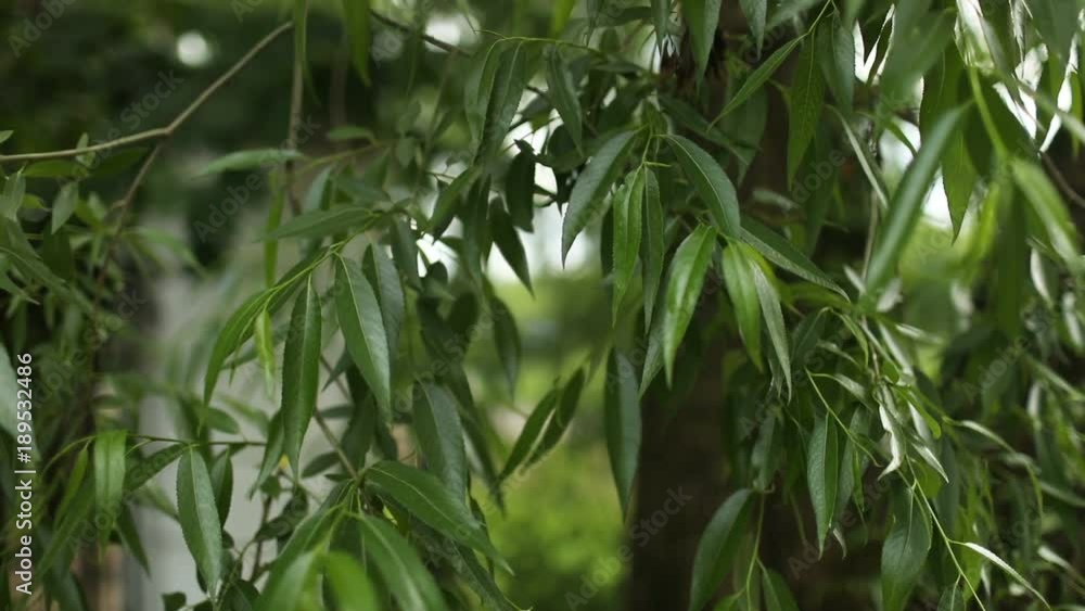 Green tree leaves closeup, weeping willow Green tree leaves closeup, weeping willow