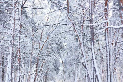Wallpaper Mural Winter in the pine forest Torontodigital.ca
