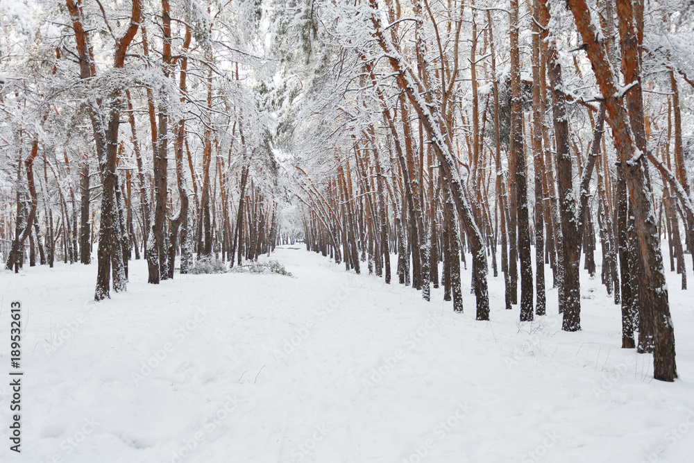 Winter in the pine forest Winter in the pine forest