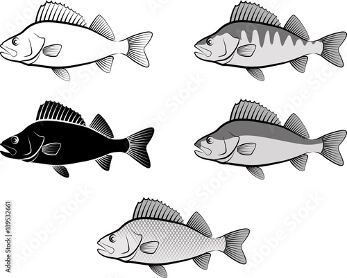 perch fish