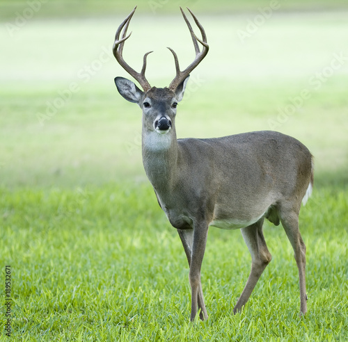 Buck Deer Standing in a Grassy Field