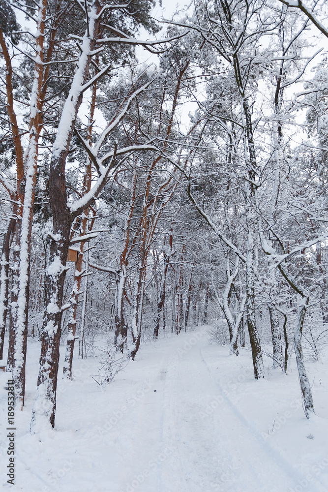Winter in the pine forest Winter in the pine forest