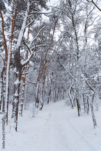 Winter in the pine forest © sveten