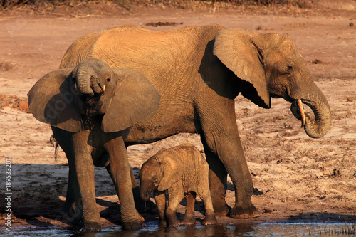 The African bush elephant  Loxodonta africana  drinking at the water hole. Elephant family in savannah  female and two of her young drink.