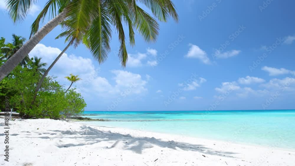 Tropical beach with coconut palm trees