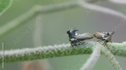 tow horned treehoppers on the plant branch one of the is turning around
