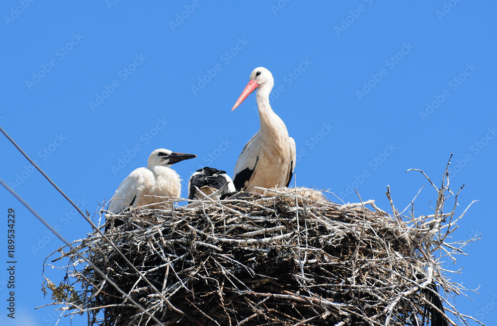 Fototapeta premium White Storks (Ciconia ciconia) on the nest