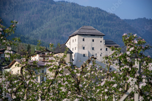 Apfelblüte bei Caldes, Trentino, Italien