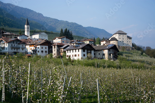 Apfelblüte bei Caldes, Trentino, Italien photo