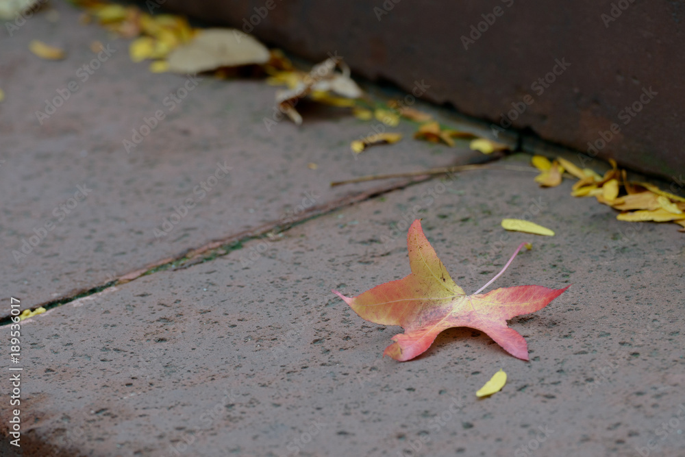 Single leaf leaves