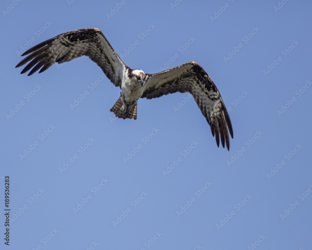 Obraz premium Osprey