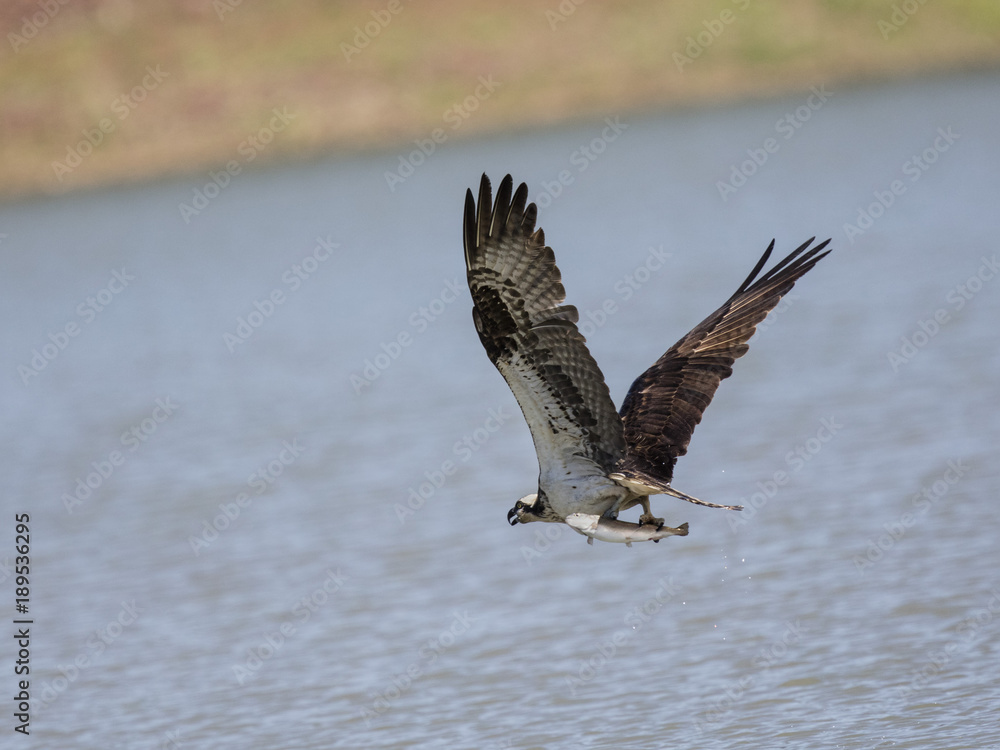 Fototapeta premium Osprey