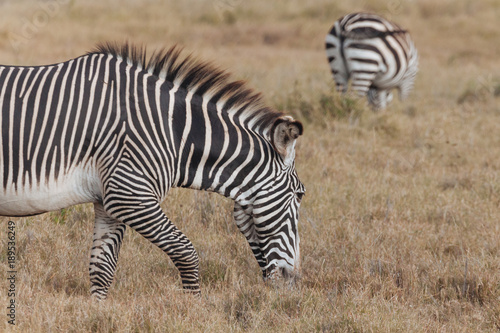 Zebra in Nature 