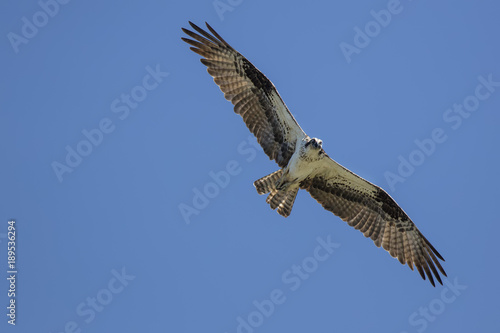 Osprey