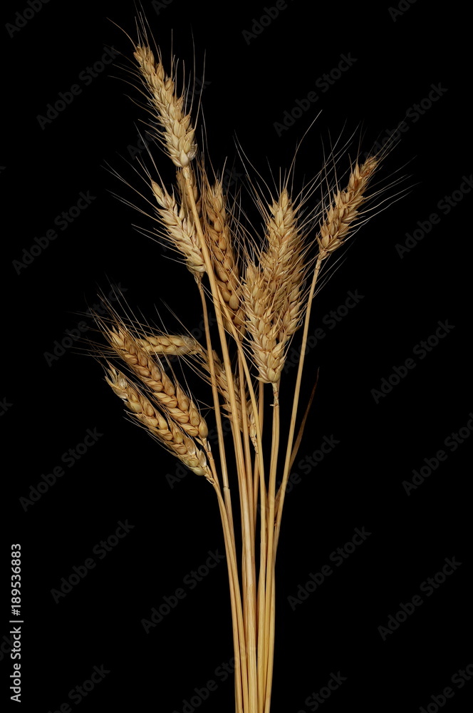 Fototapeta premium dry ears of wheat grain isolated on black background with clipping path