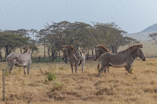 Zebra in Nature 