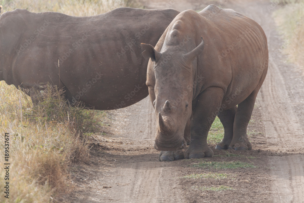 Obraz premium Rhinoceros in nature 