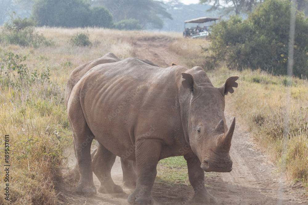 Rhinoceros in nature Rhinoceros in nature