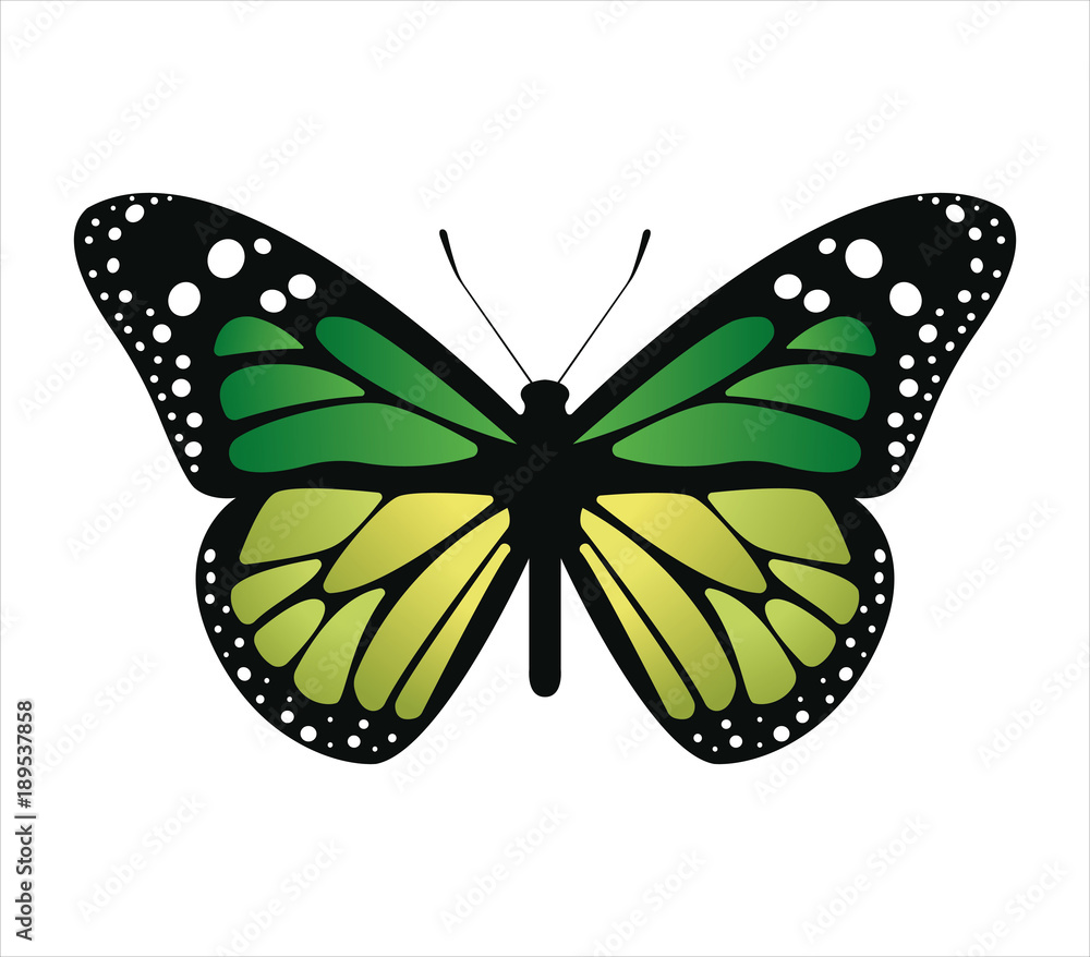Fototapeta premium Colorful butterfly . Vector illustration
