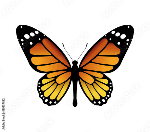 Colorful butterfly . Vector illustration