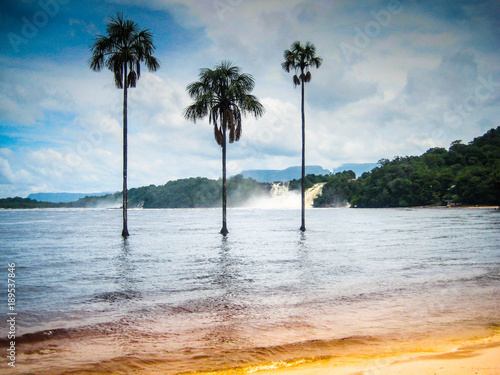 Famous 3 palm-trees in the river in Canaima National Park in Venezuela photo
